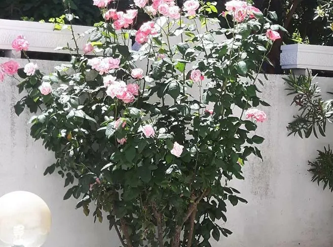 Oda ve Kahvaltı Pienosole